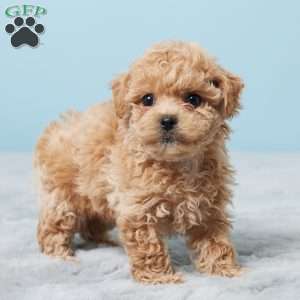 Betsy, Bich-Poo Puppy